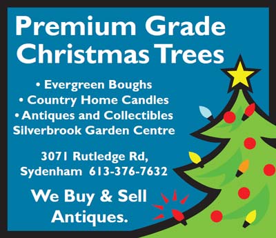 Premium Grade Christmas Trees