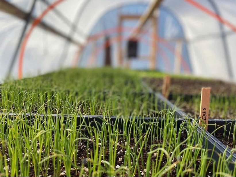 Leeks started in the greenhouse