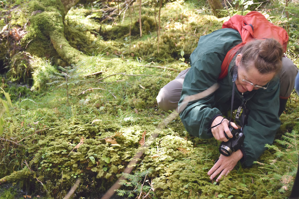Documenting Species in the Madawaska Highlands.