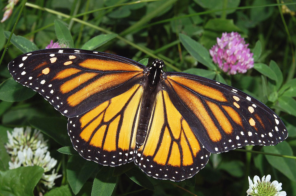 Female Monarch butterfly by Kenneth Dwain Harrelson, CC BY-SA 3.0, https://commons.wikimedia.org/w/index.php?curid=14917505