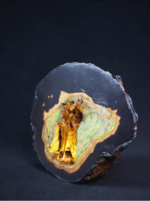 Found forest burl by Gloria Lee-Shoebridge