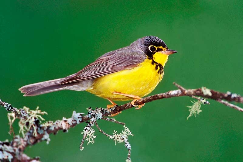 Birds at Bon Echo