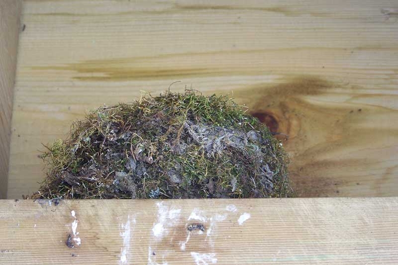 Birds’ nests in autumn – the big reveal