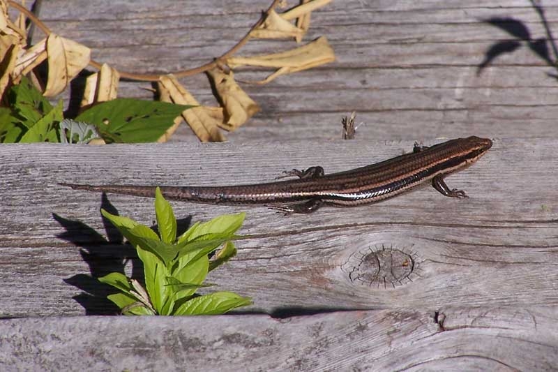 Bobs & Crow Lakes Bioblitz