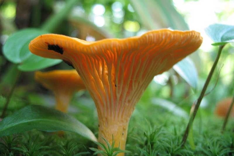 Chanterelles