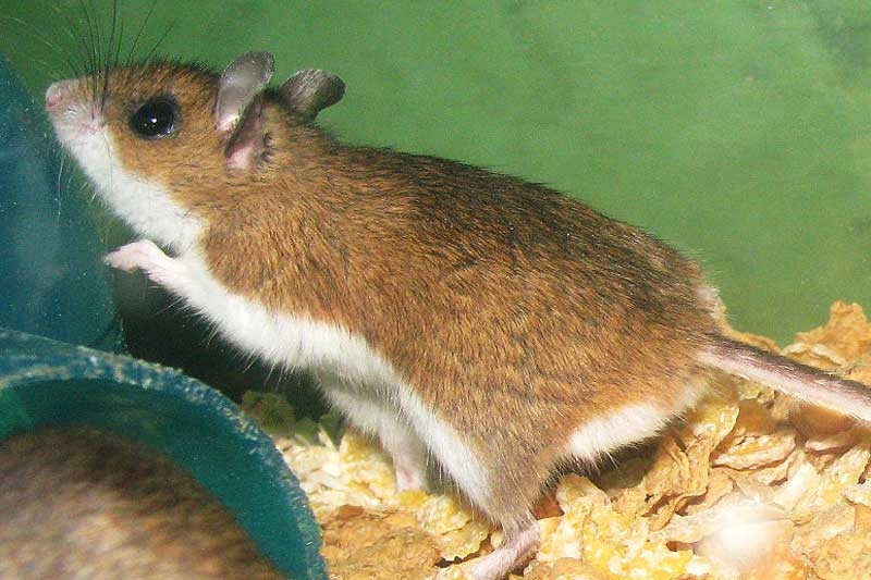 Deer Mice!