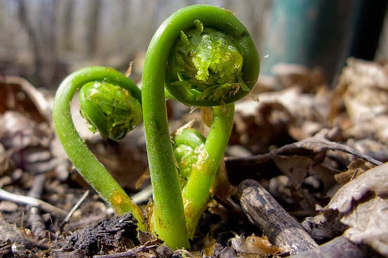 Fiddleheads and the Wild Leek