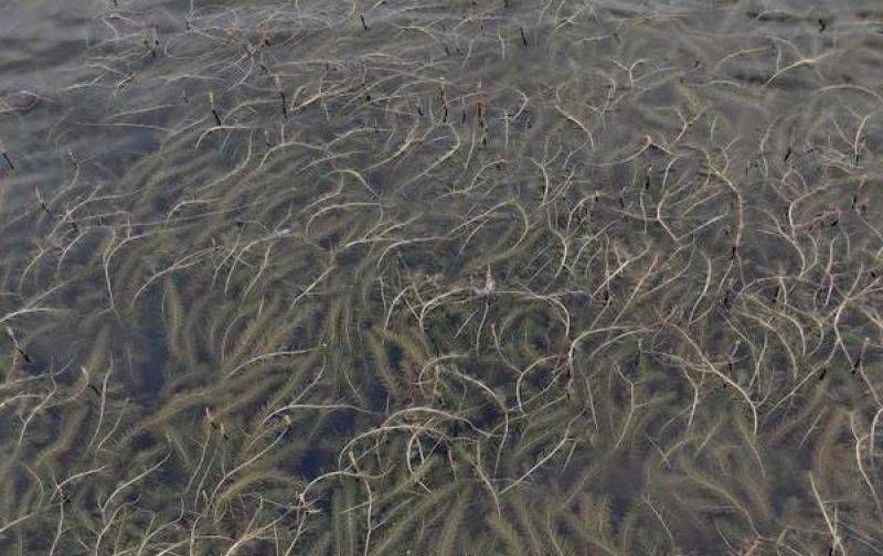Lake George Parks Commission reponds to concerns about ProCella Cor treatment for asian milfoil