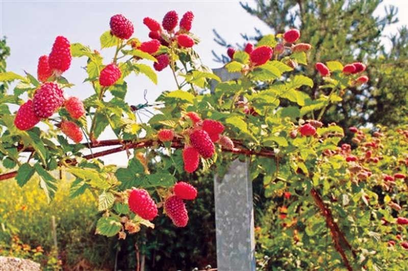 Growing raspberries