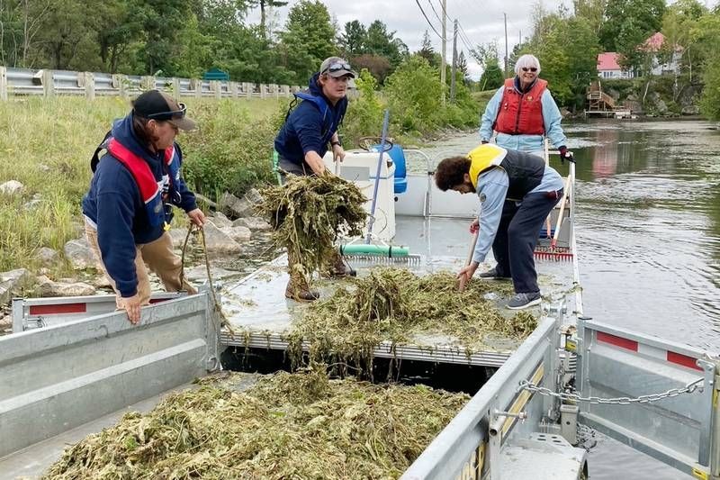 Eurasian milfoil on Sharbot Lake – property owners seek containment