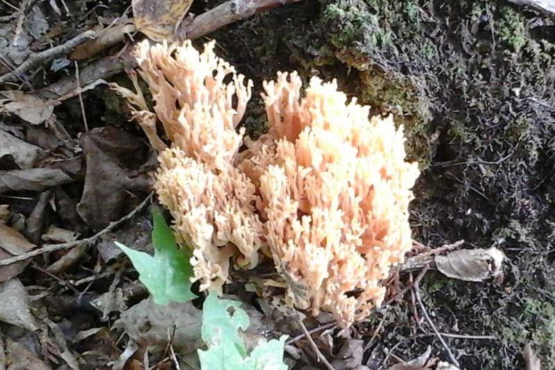 Fungi: Mother Nature's Helper