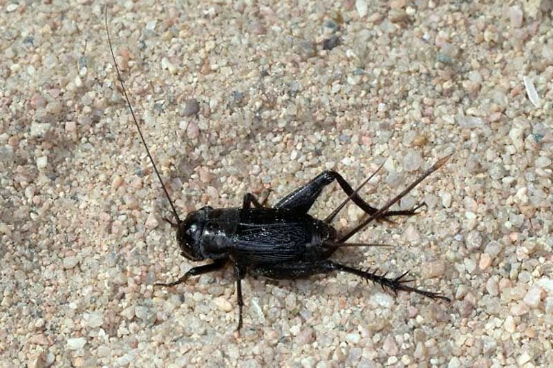Field crickets