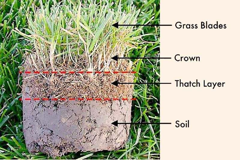 Grass: Lawn Care in Spring