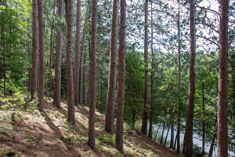 Forests Ontario