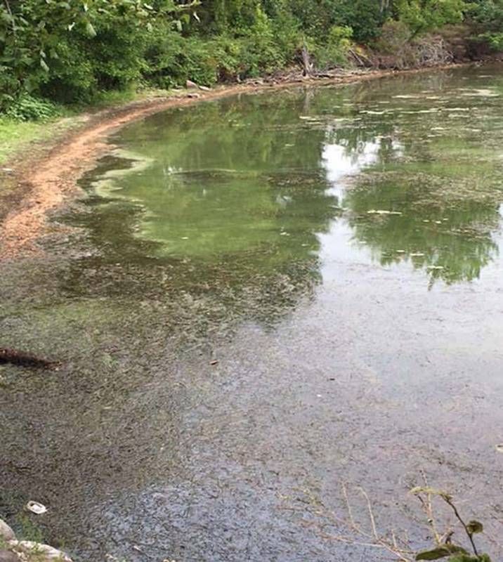 Citizen Science – Blue Green Algae
