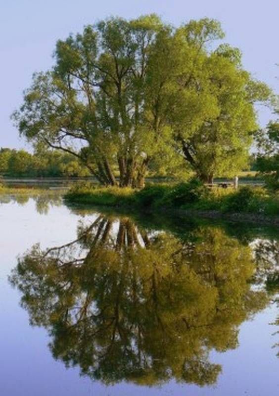 Skip the bouquet – plant a tree for Mom, instead!