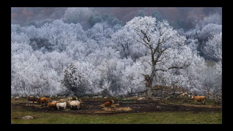 Late Autumn Hoarfrost