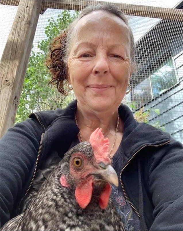 Backyard Chickens Raise A Ruckus In South Frontenac