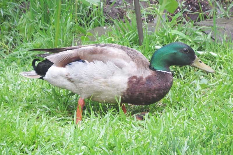 Mice, mallards & bats