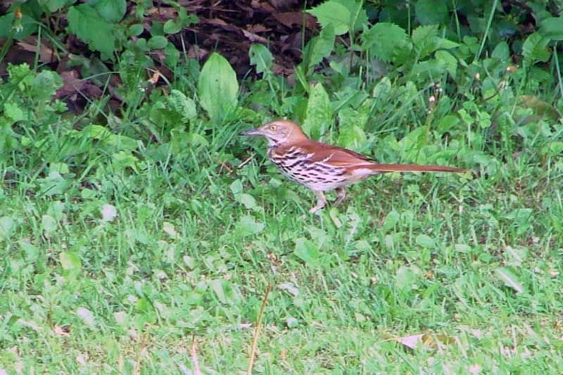 Brown Thrashers