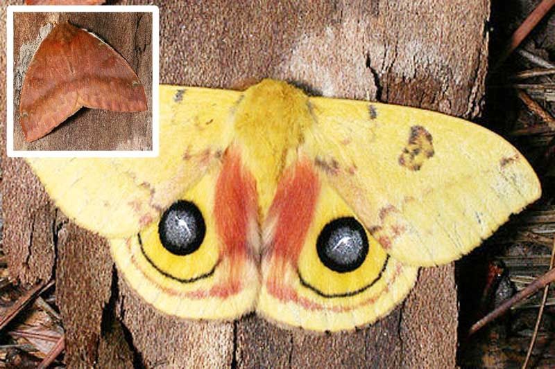 Io Moths
