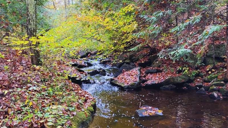 Mississippi Madawaska Land Trust Acquires New Property Near Rose Hill Nature Reserve