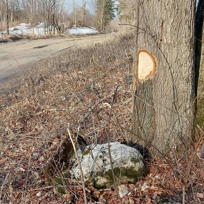 Townships ‘Employs’ Porcupines To Clear Roadsides
