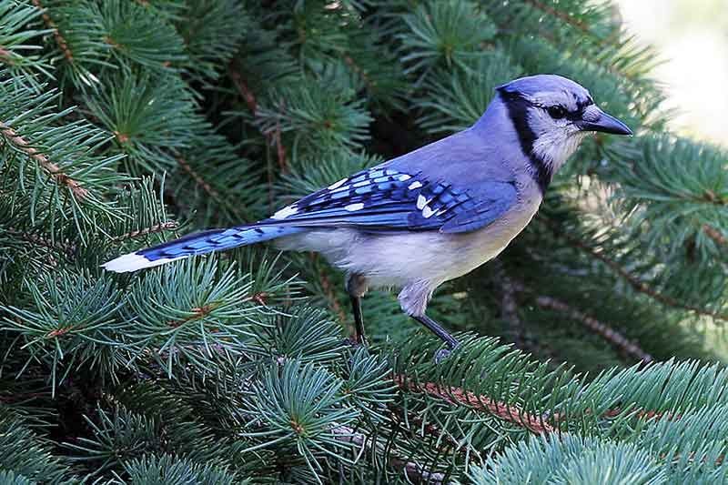 Why so many Blue Jays this winter?