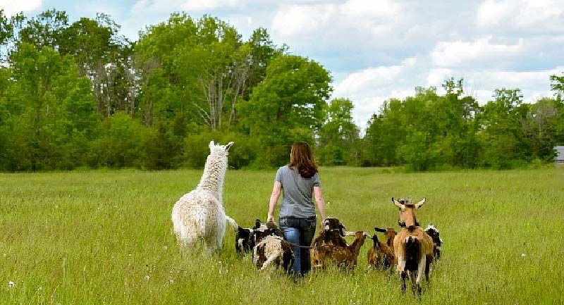 Open Farms - COVID style