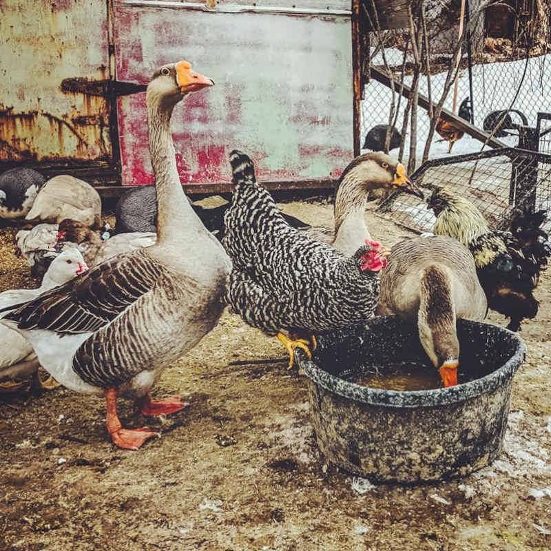 The Rise Farm