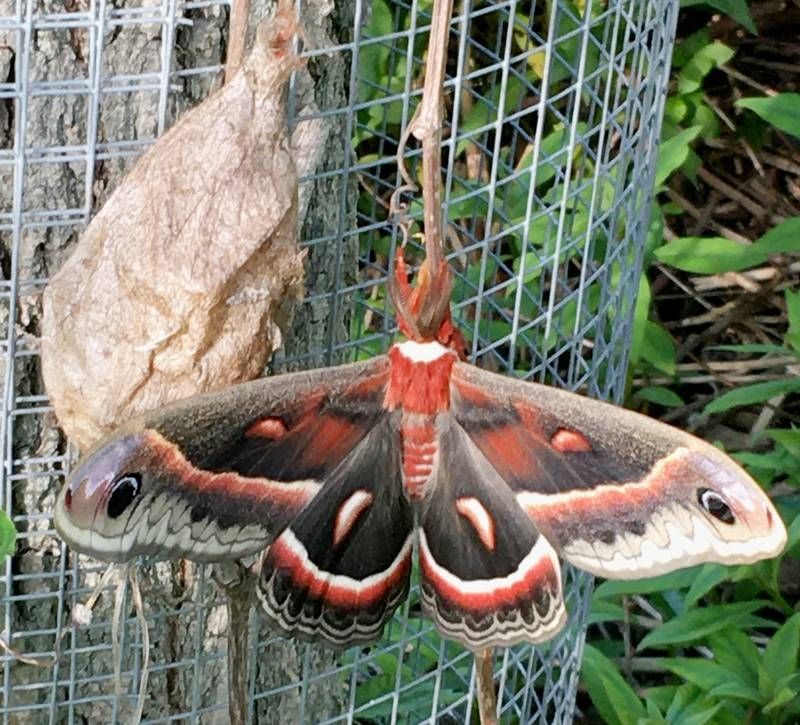 Hyalophora Cecropia: A Beautiful Moth