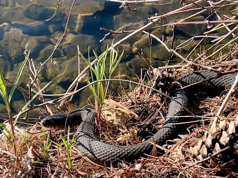 In Praise of Snakes, like Tito