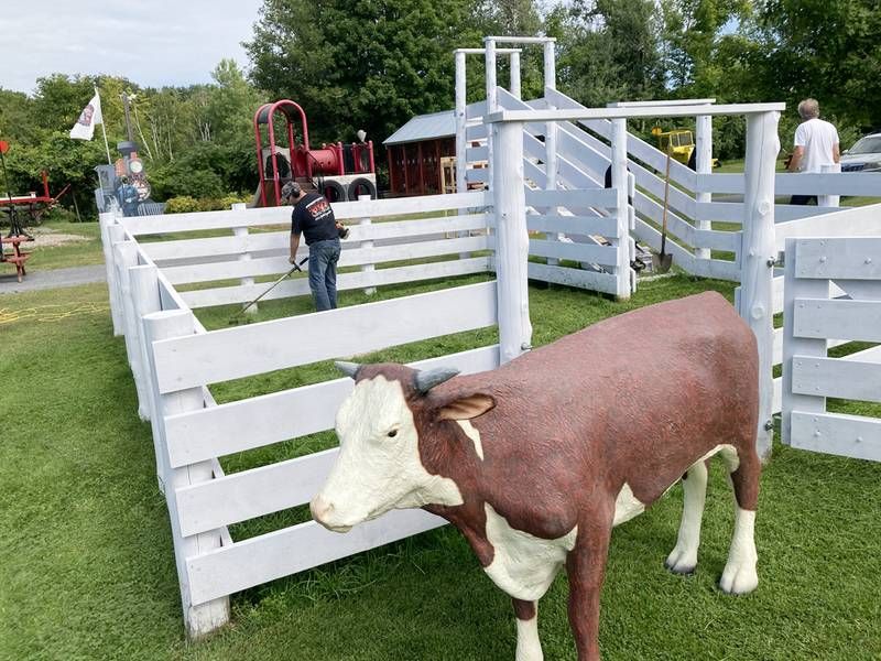 Hereford Steer Needs a Name