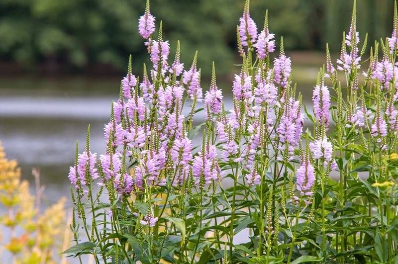 Dog & Cranberry Lakes Association Native Plant Sale