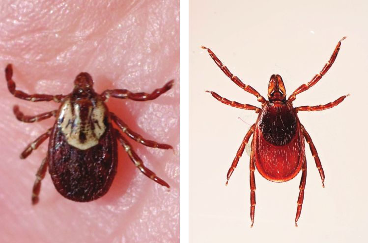 Tick Season Is Here!