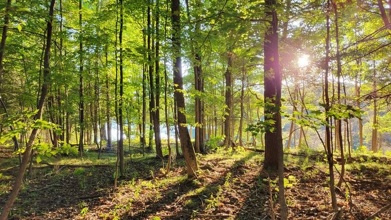 Blue Lake Nature Reserve Adds to Frontenac Conservancy Lands