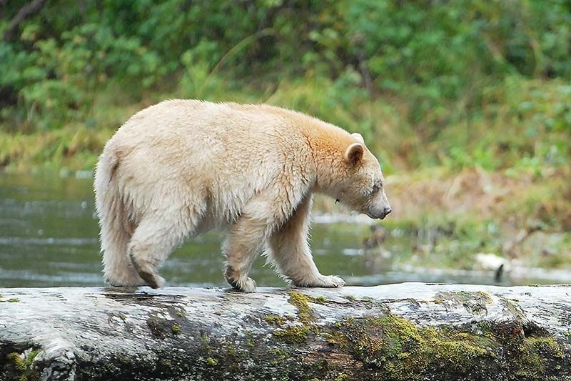 Merriam pinch hits for photographer, audience ‘bears’ with him