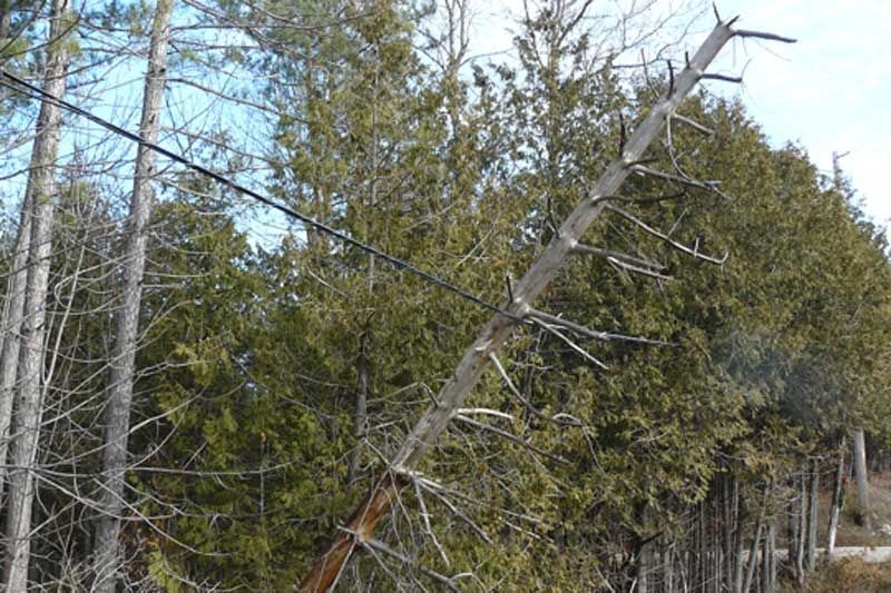 The Bell Wireline Lifeline - a fragile link
