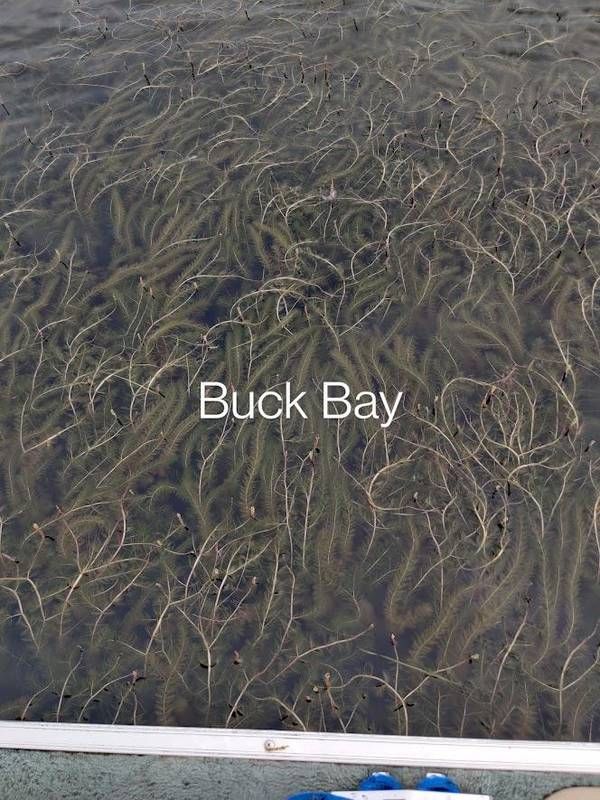 Mazinaw Lake Property Owners Plan To Use Chemical Treatment On Eurasian-Milfoil