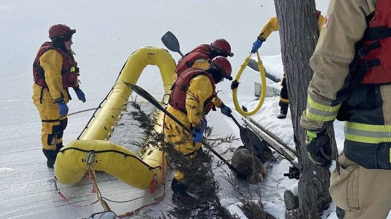 Deer Rescue On Buck Lake