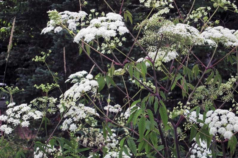 Poisonous Hemlocks