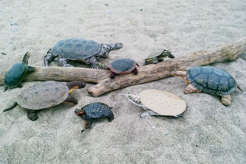 Wetland inhabitants