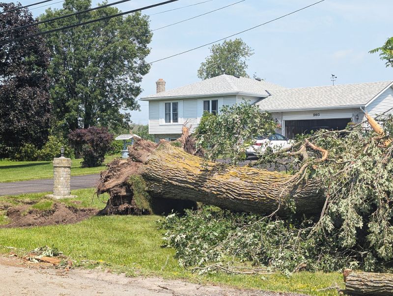 Mature oak down on Peters Road, outside of Harrowsmith