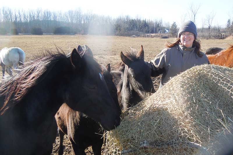 Harrowsmith’s Frontenac Friesians