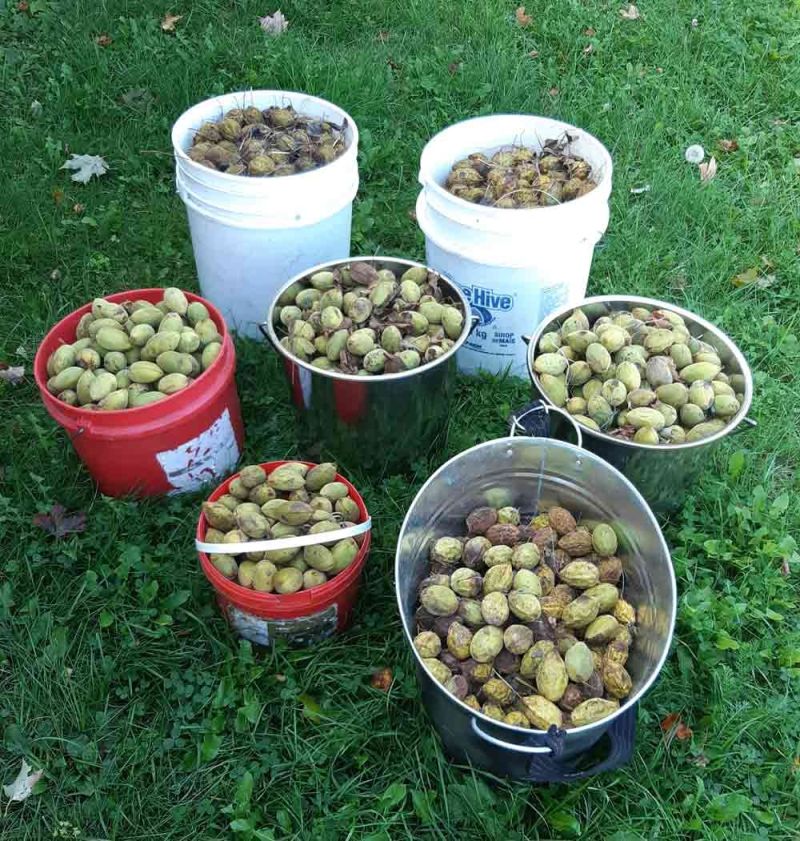 Doug Lee and the citizen butternut recovery program