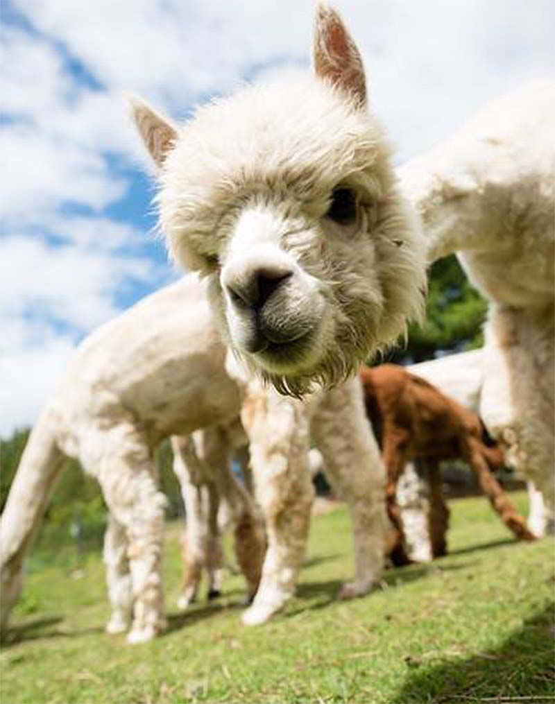 Dedicated to a Strong Alpaca Industry