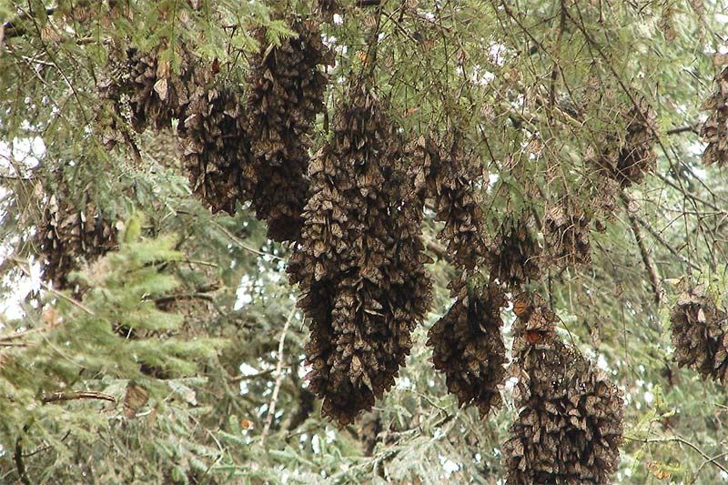 The Plight of the Monarch Butterfly