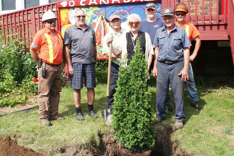 Pine tree at Kennebec Hall replaced with cedars