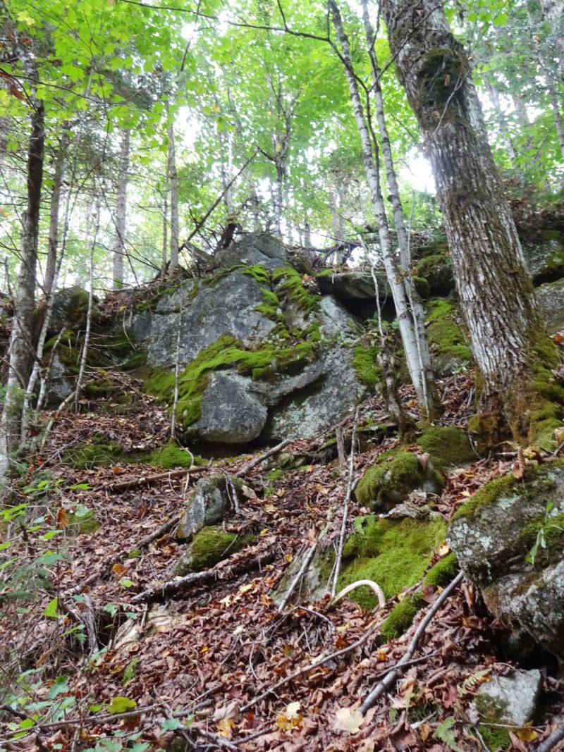 Mississippi Madawaska Land Trust Protects 13th Ecologically Sensitive Properties