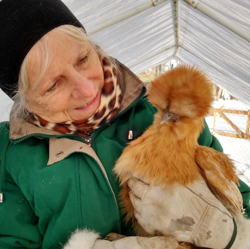 Chicken Owner Feeling Henpecked in Court